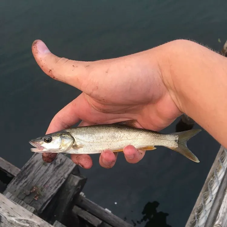 The most recent Northern pikeminnow catches on Fishbrain