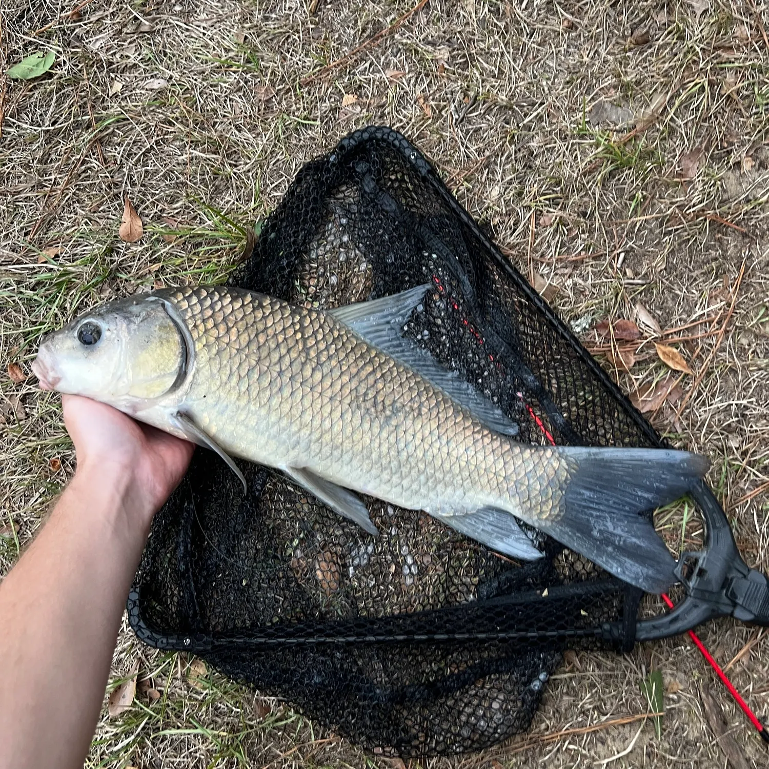 Smallmouth buffalo caught on Fishbrain
