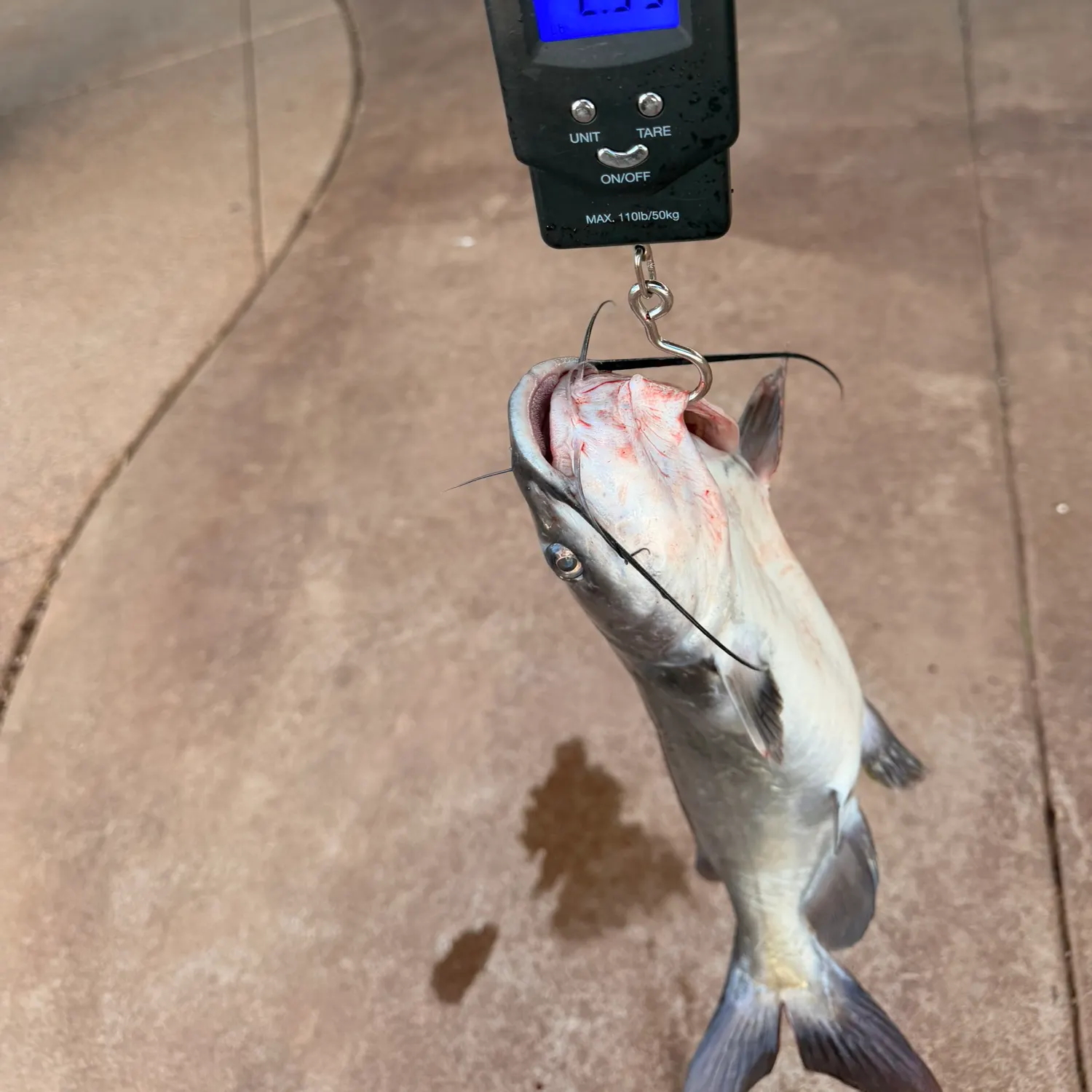 Channel catfish caught on Fishbrain