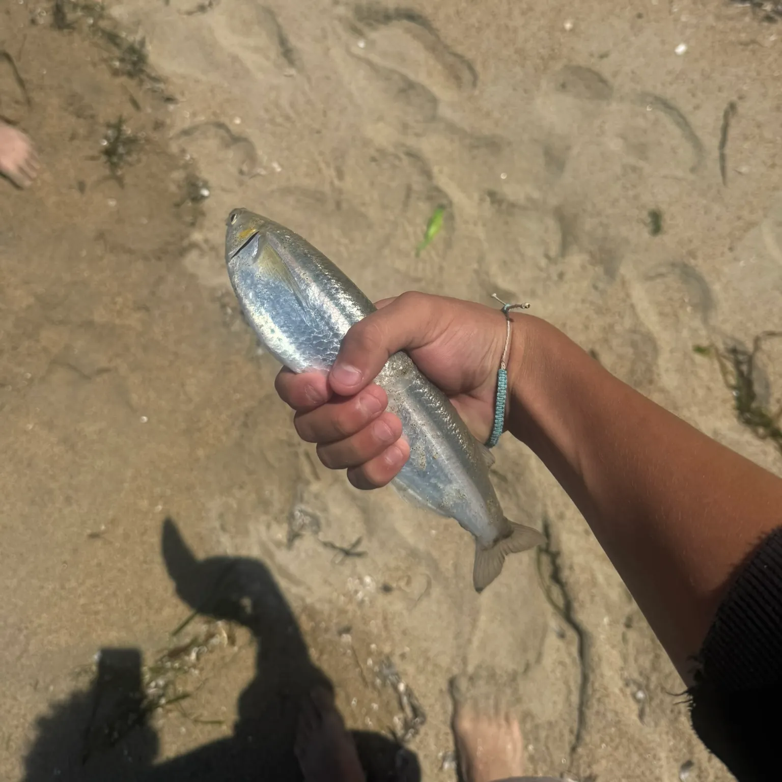 The most recent Surf smelt catches on Fishbrain