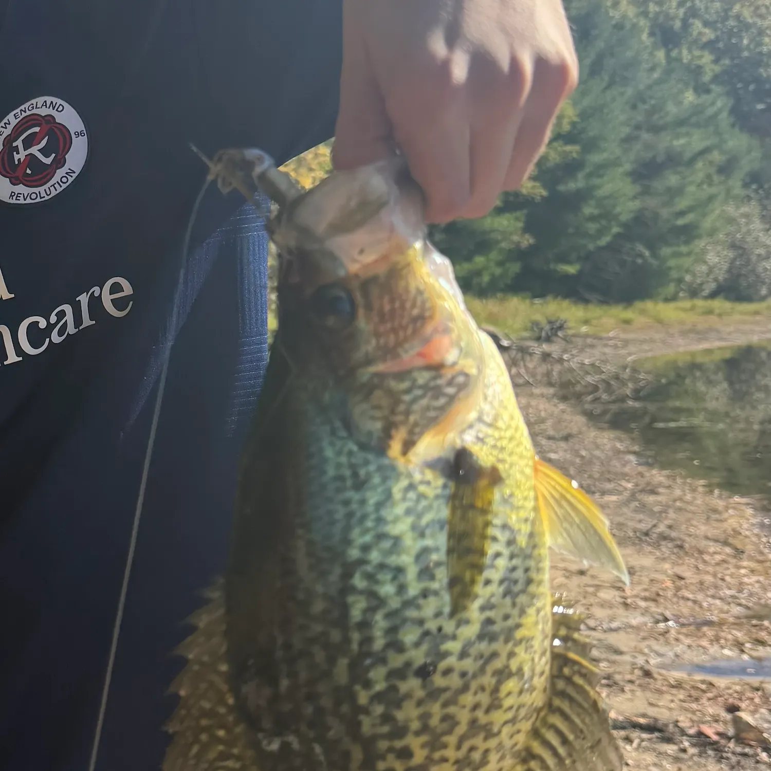 Black crappie caught on Fishbrain