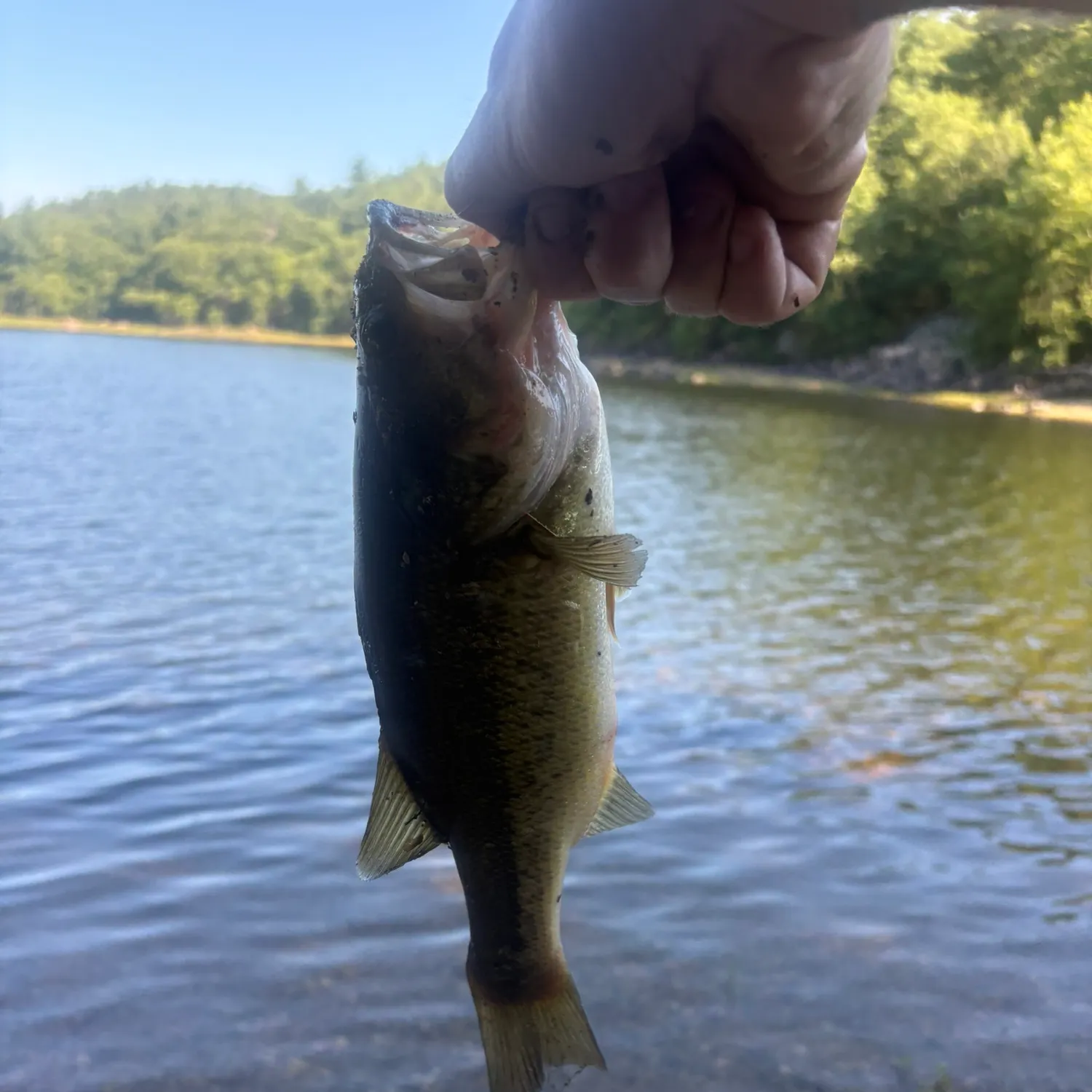 Largemouth bass caught on Fishbrain