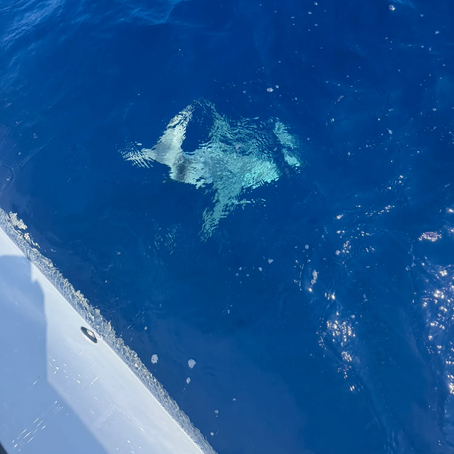 The most recent Lemon shark catches on Fishbrain
