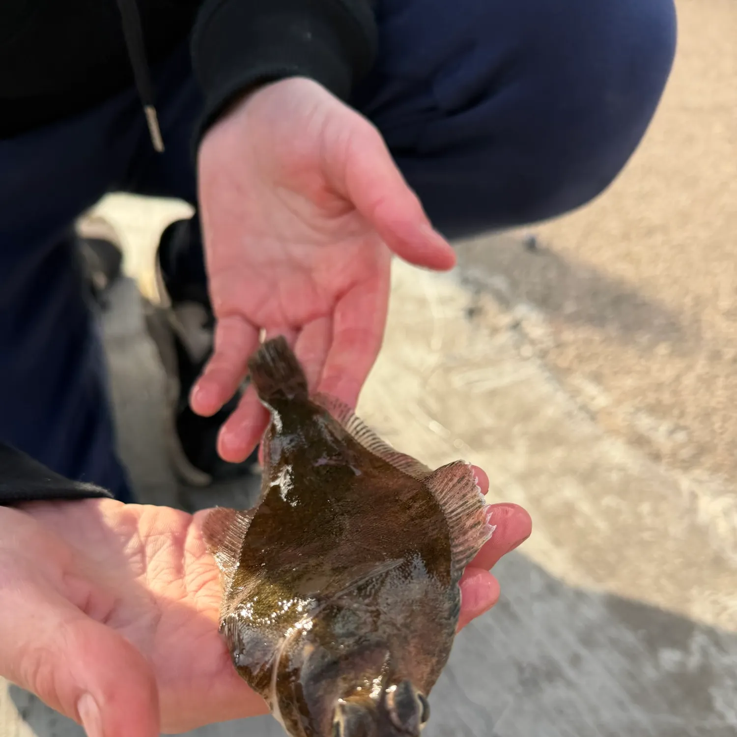 The most recent Common dab catches on Fishbrain