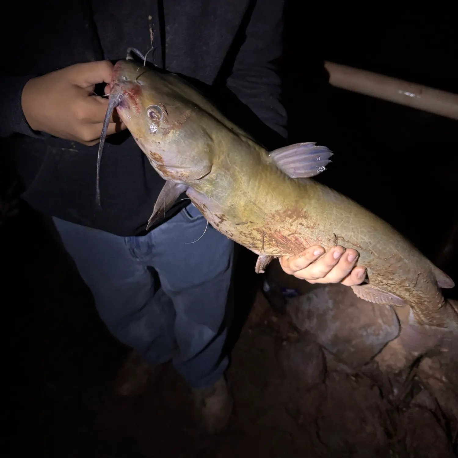 Channel catfish caught on Fishbrain