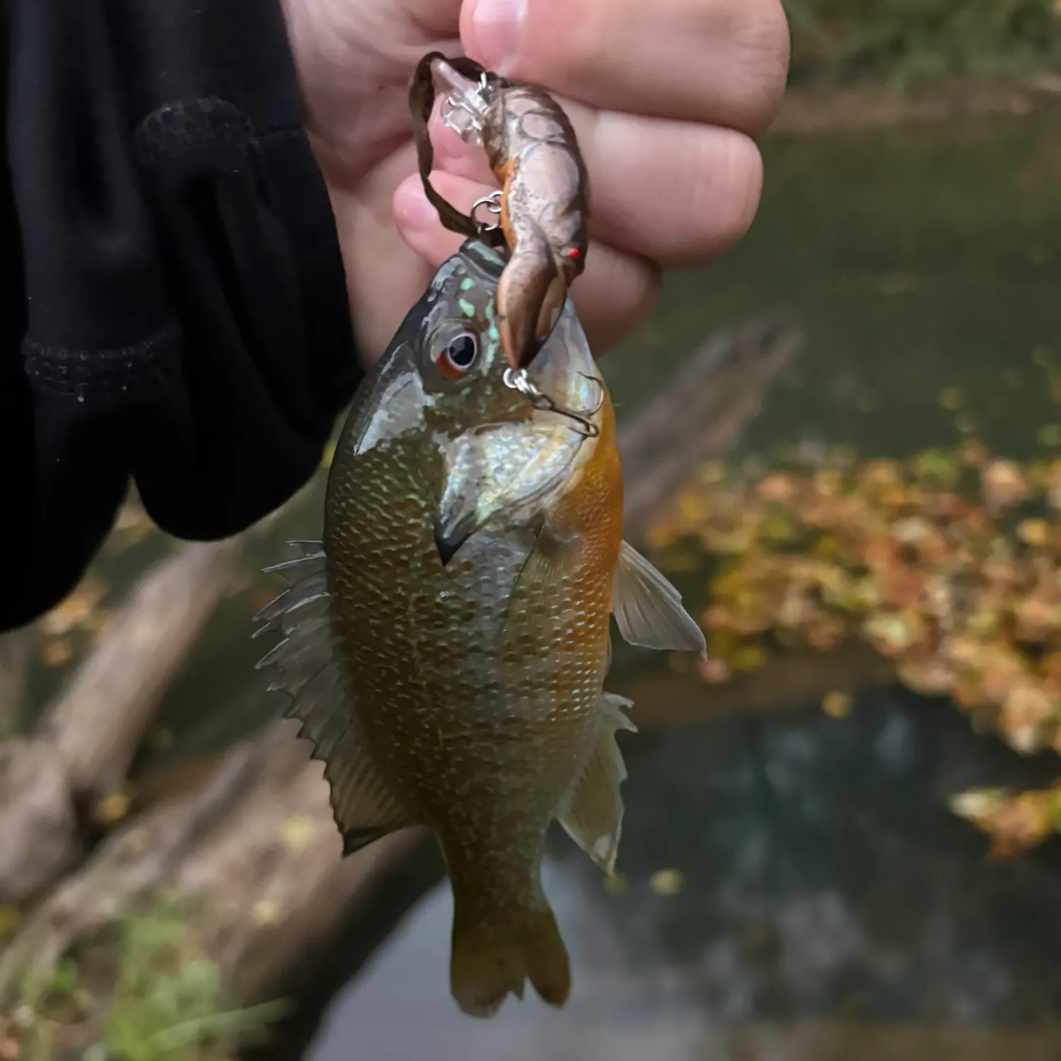 Redbreast sunfish caught on Fishbrain