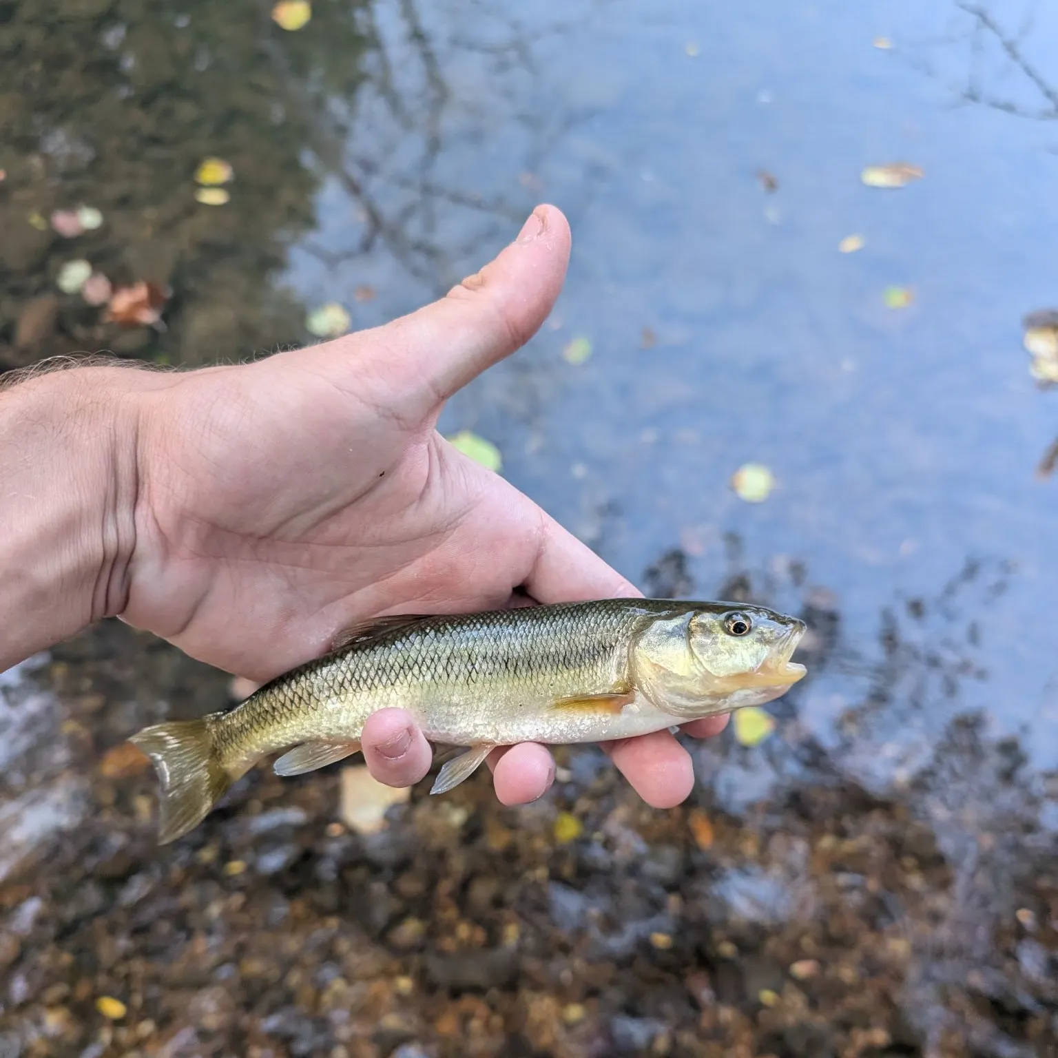 Creek chub caught on Fishbrain