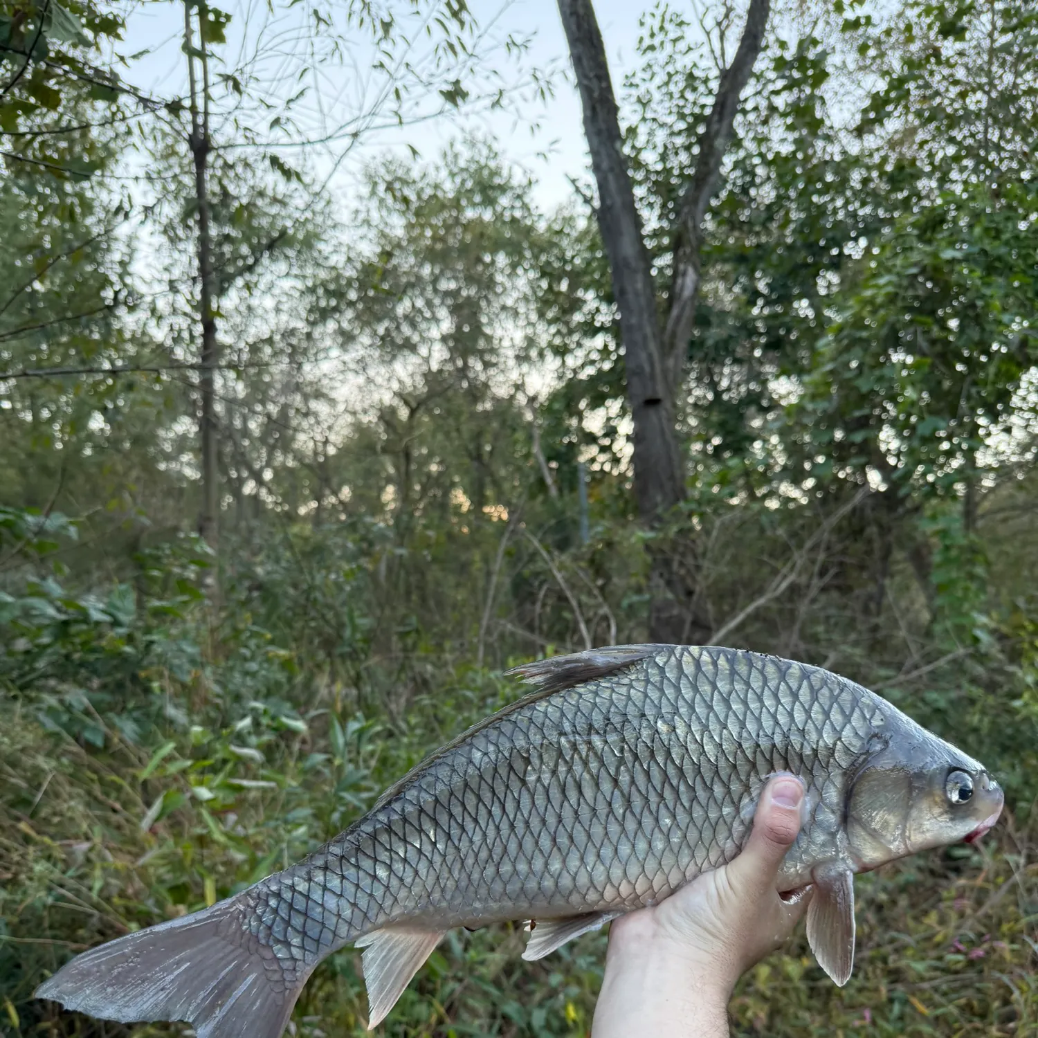River carpsucker caught on Fishbrain