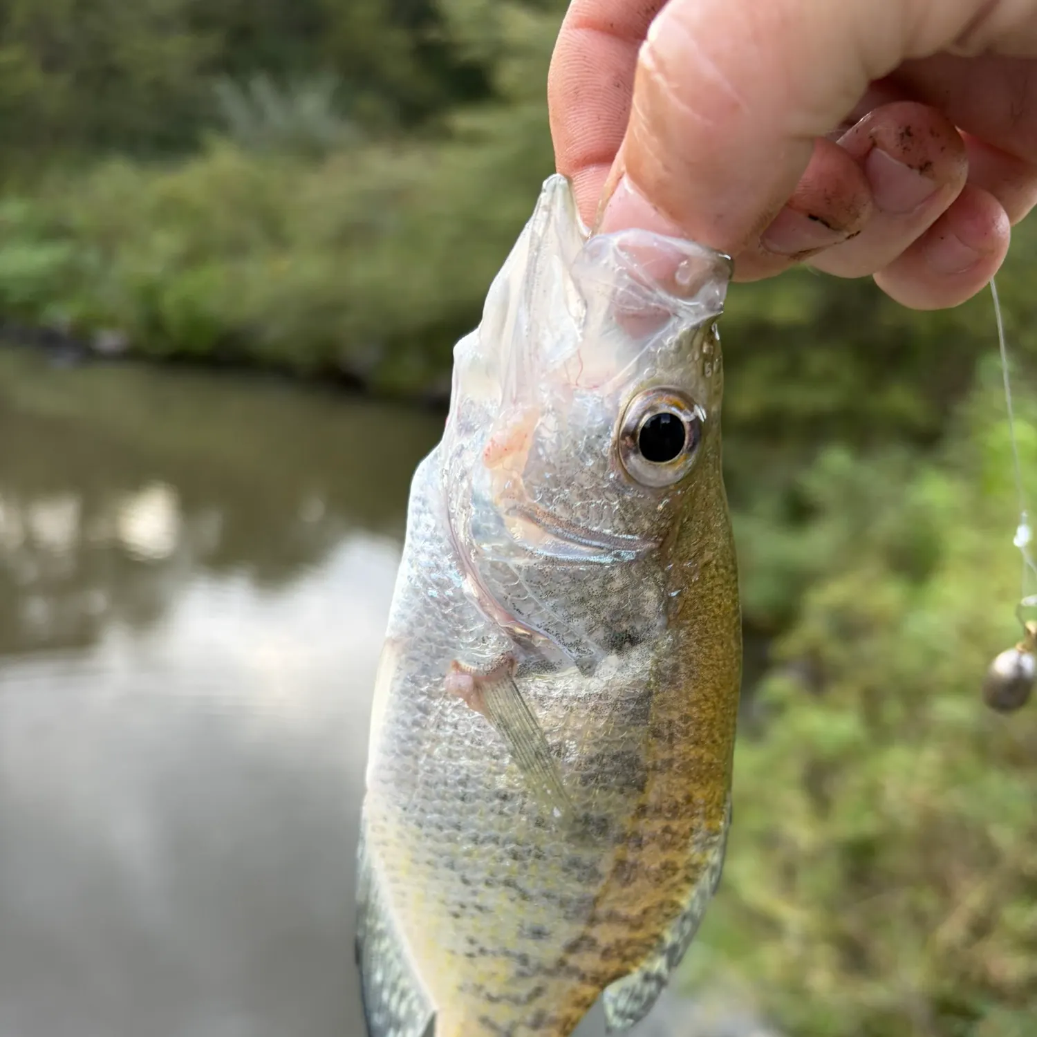 White crappie caught on Fishbrain