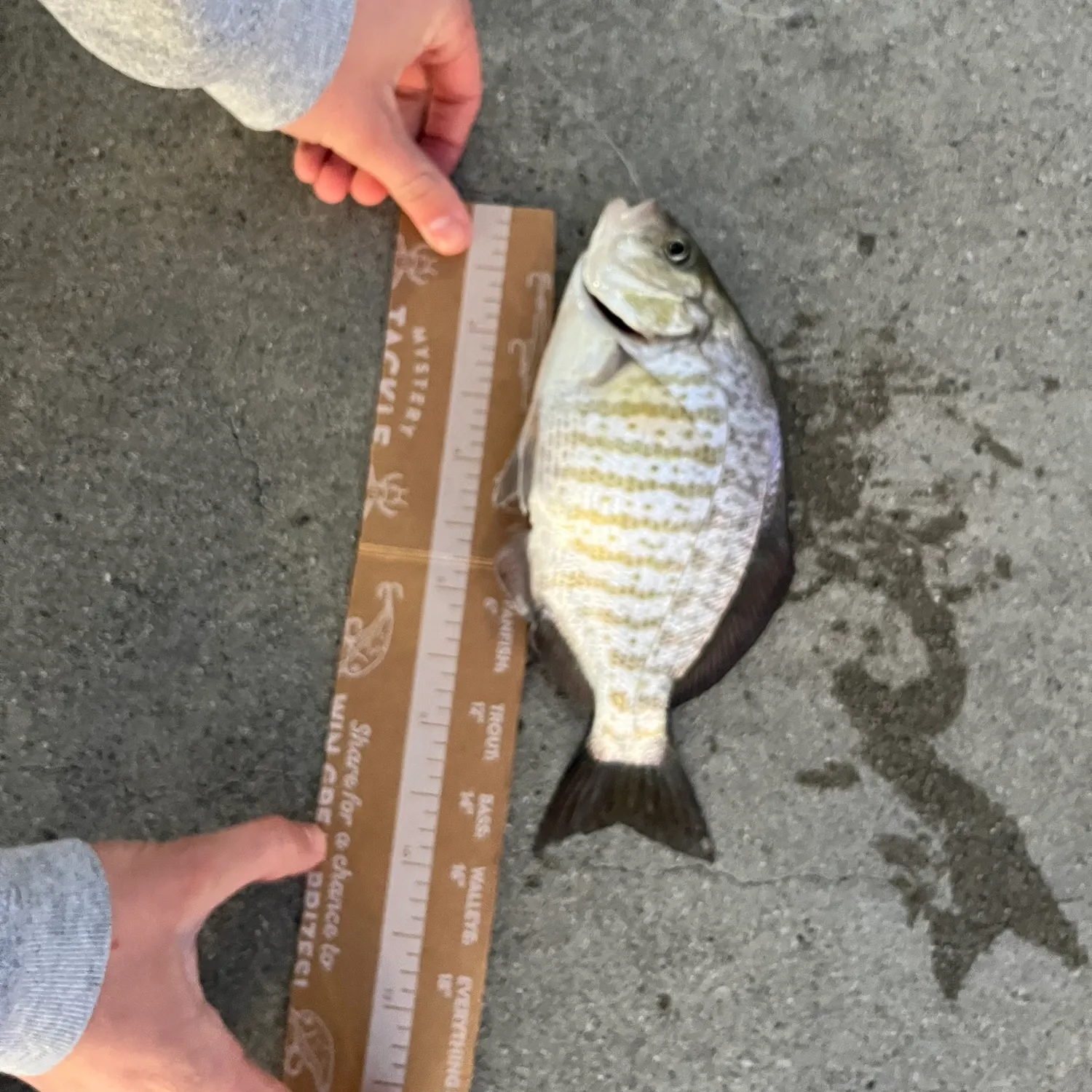 recently logged catches