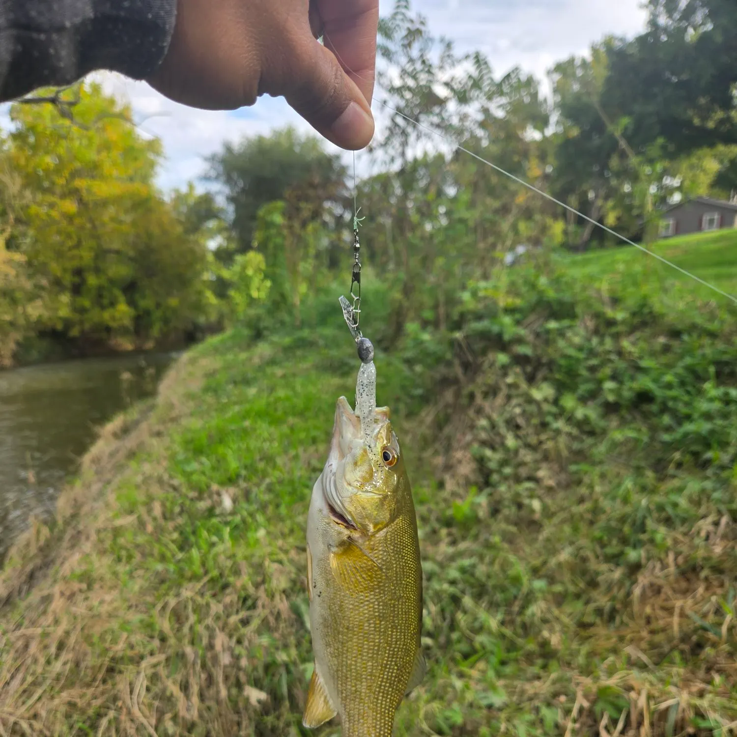 Smallmouth bass caught on Fishbrain