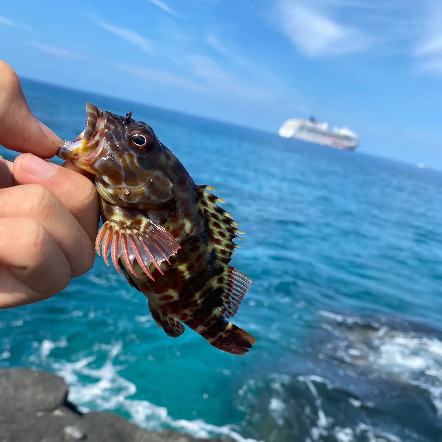 The most recent Stocky hawkfish catches on Fishbrain