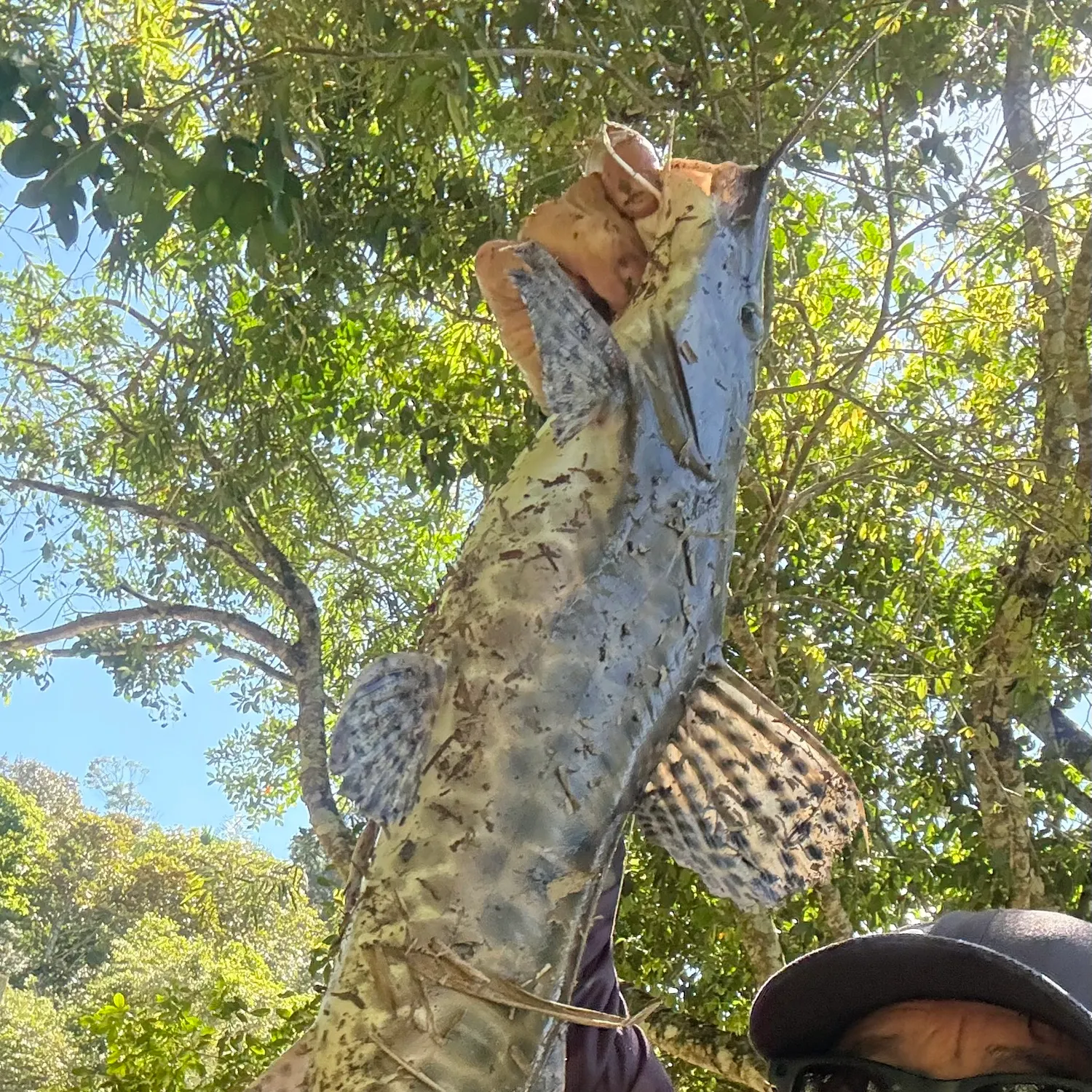 The most recent Spotted sorubim catches on Fishbrain