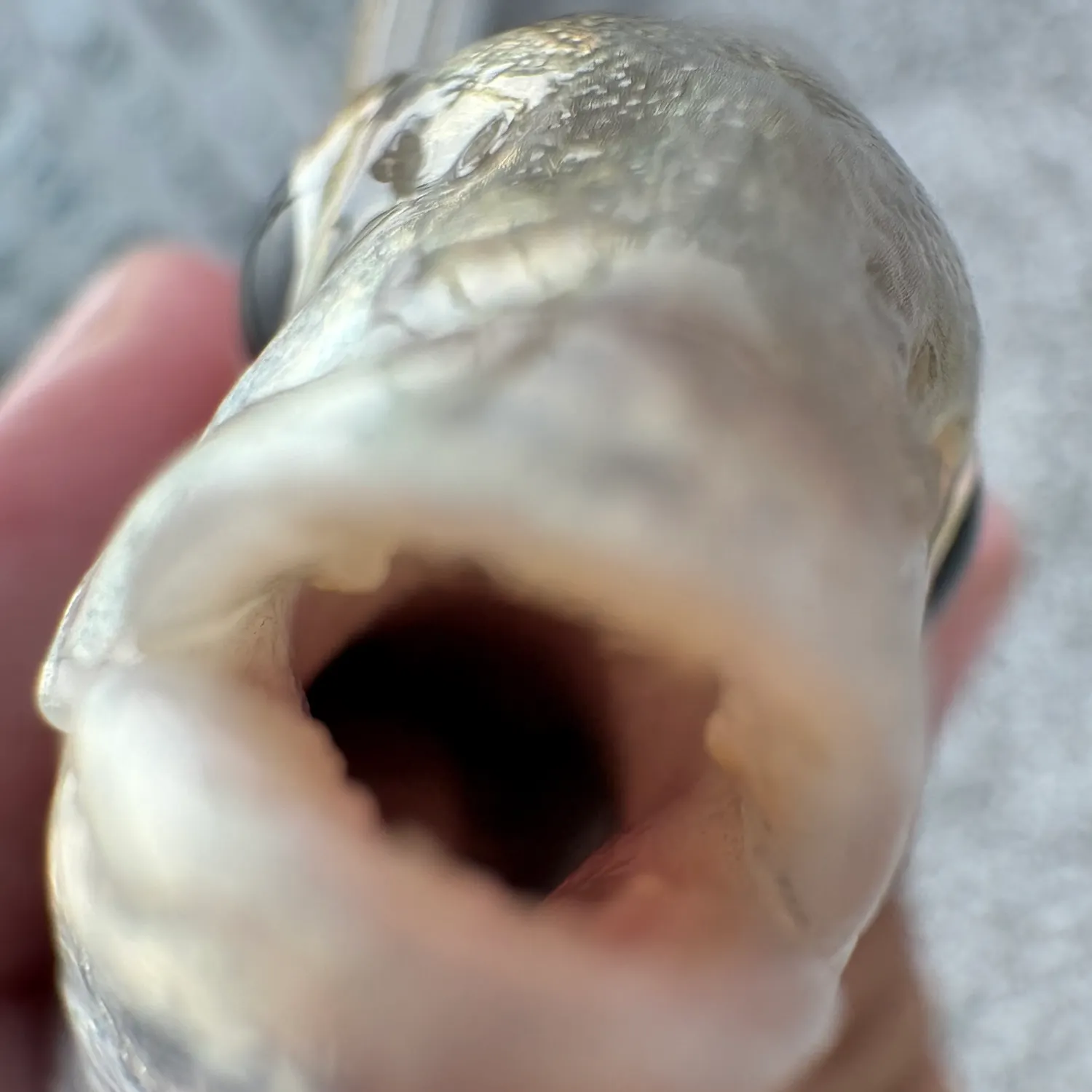Atlantic croaker caught on Fishbrain