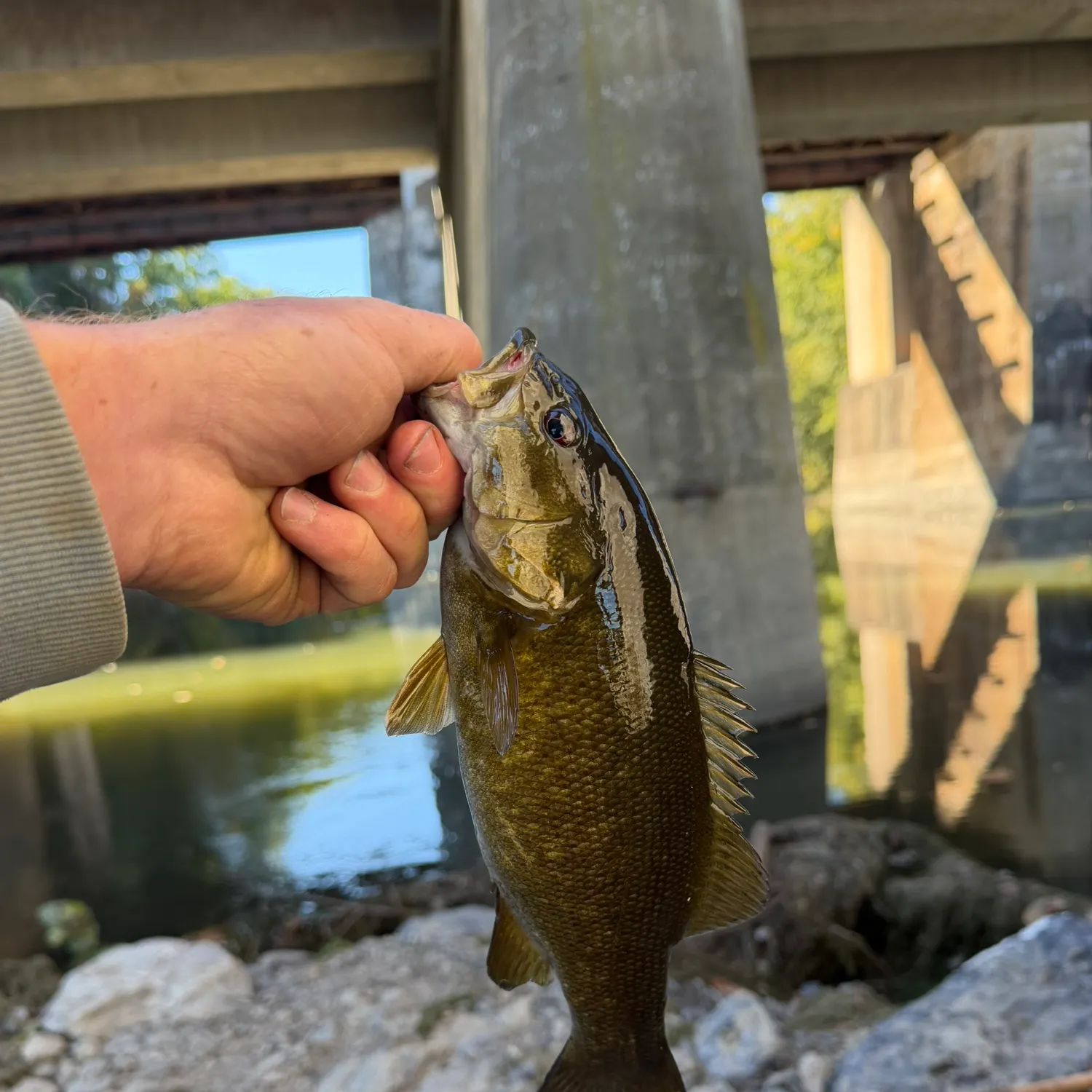Smallmouth bass caught on Fishbrain