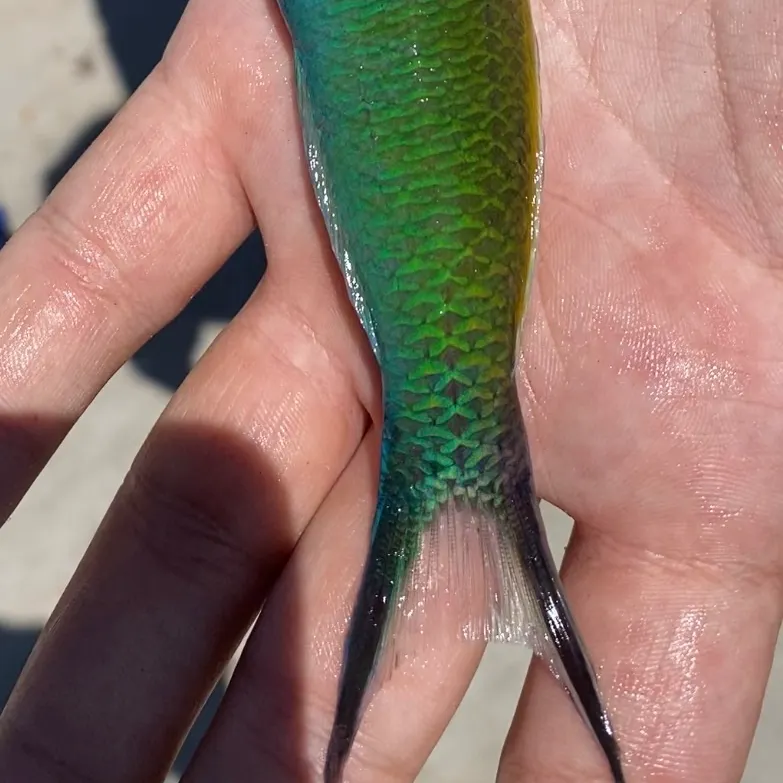 The most recent Bluehead catches on Fishbrain