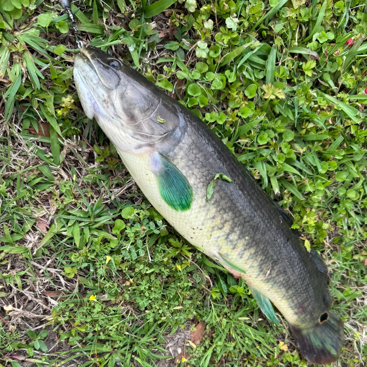 The most recent Eyetail bowfin catches on Fishbrain