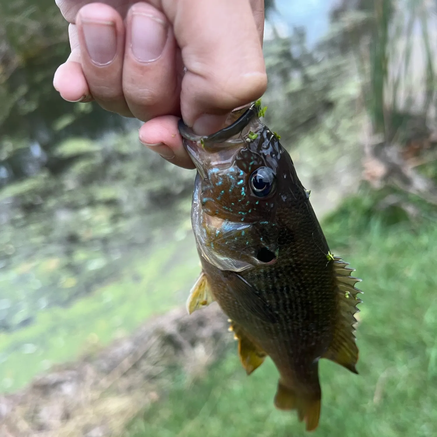 Green sunfish caught on Fishbrain