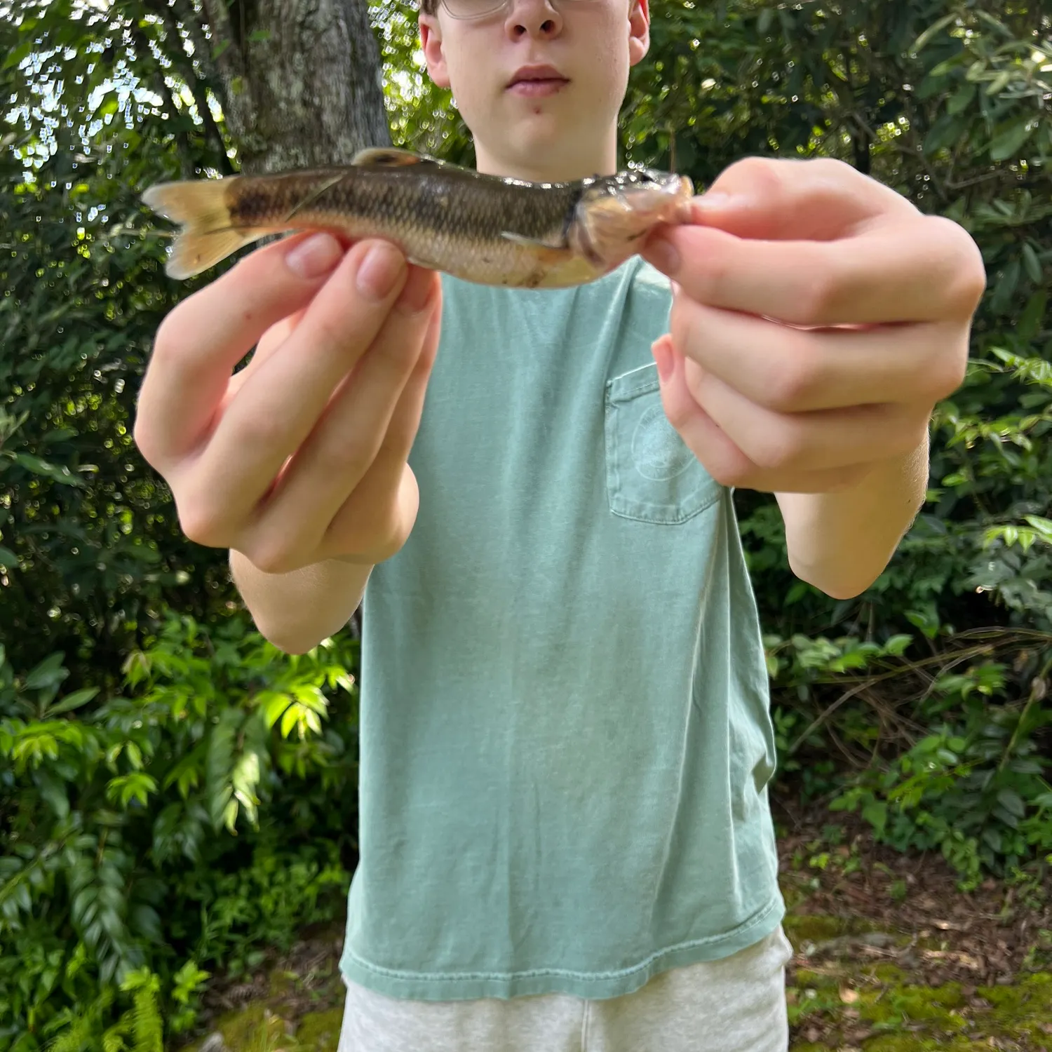 Creek chub caught on Fishbrain