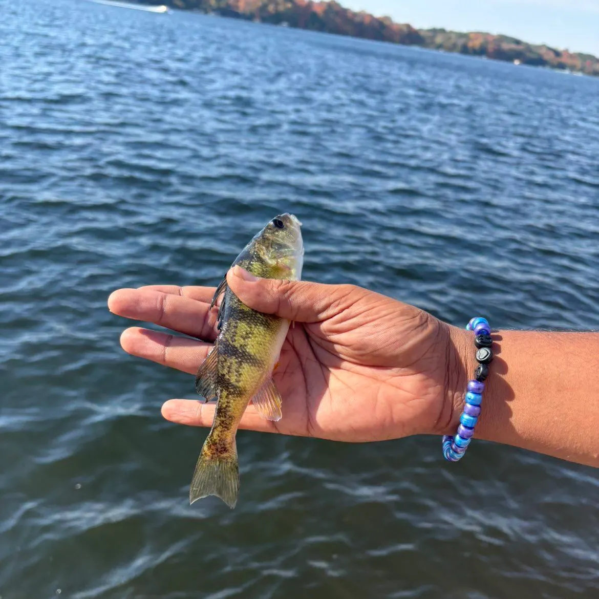 Yellow perch caught on Fishbrain