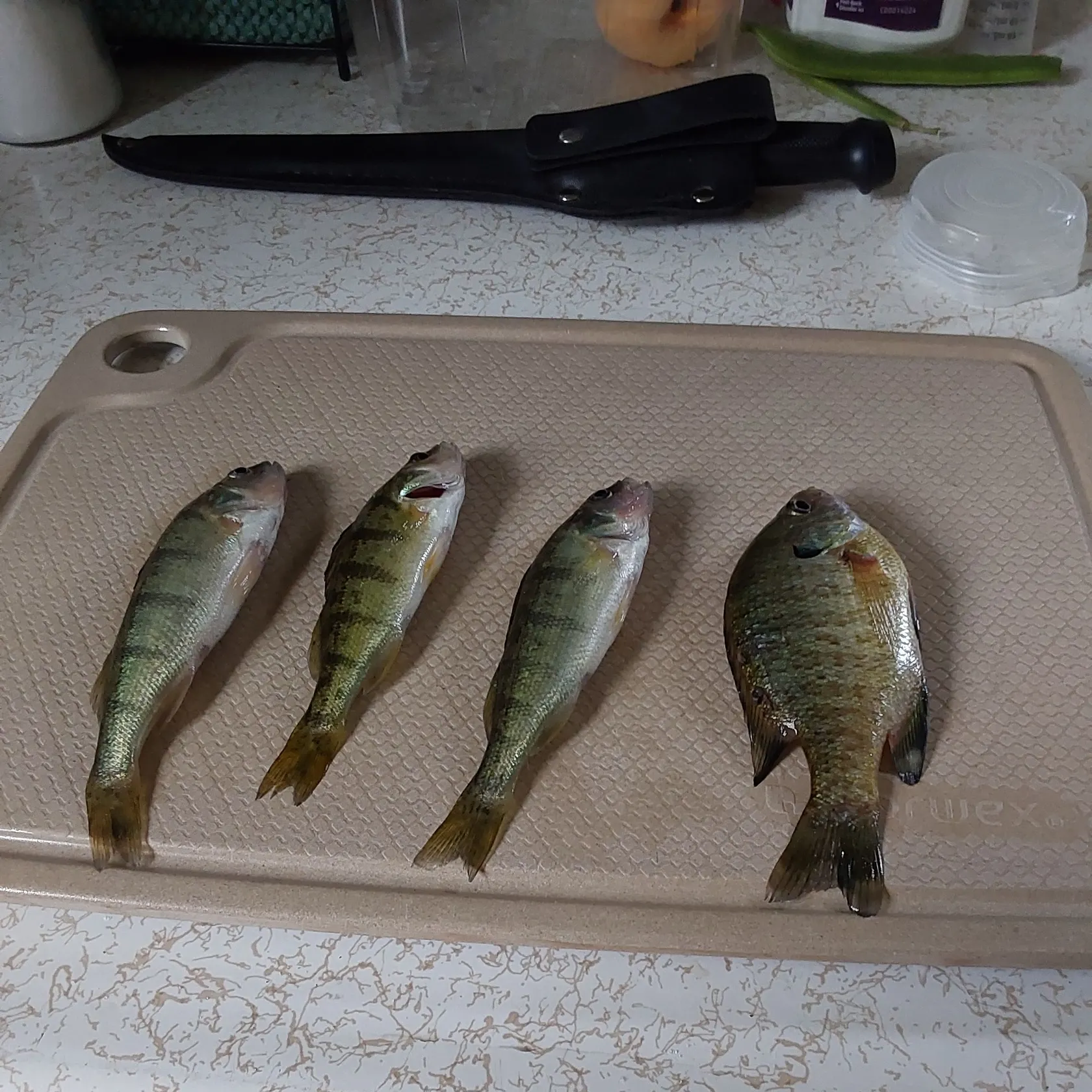 Yellow perch caught on Fishbrain