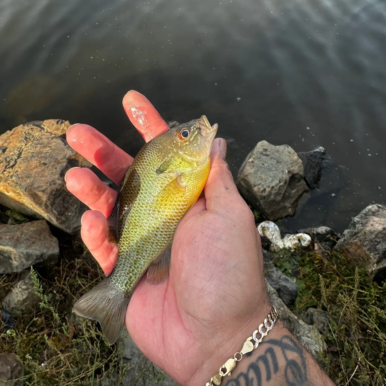 Redbreast sunfish caught on Fishbrain