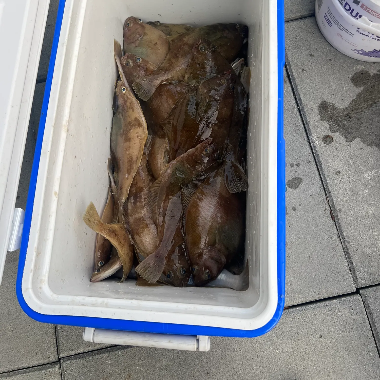 The most recent English sole catches on Fishbrain