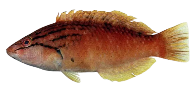 Red naped wrasse