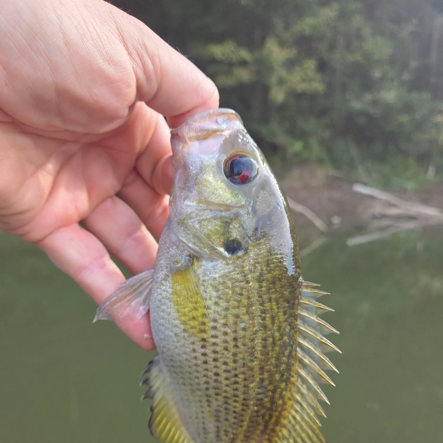 Rock bass caught on Fishbrain