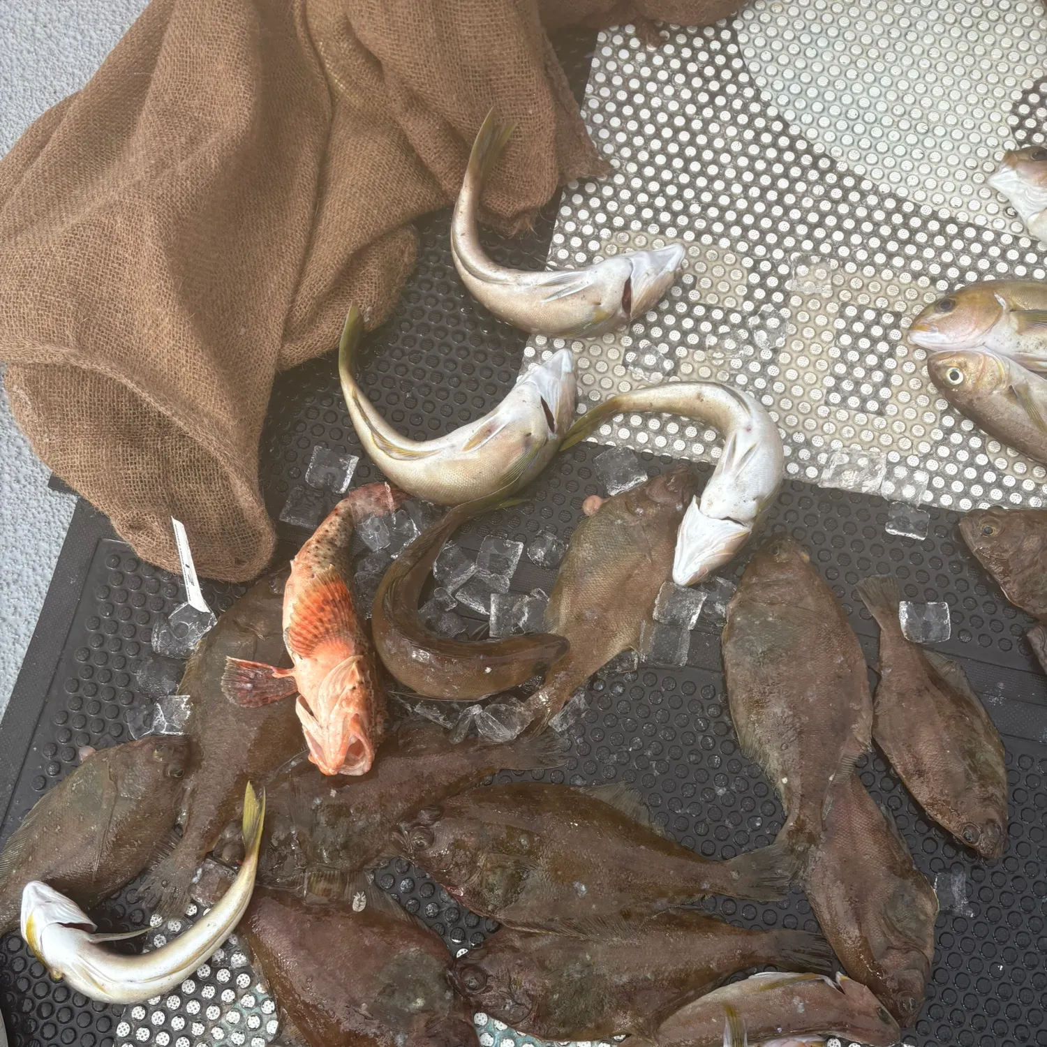 The most recent Pacific sanddab catches on Fishbrain