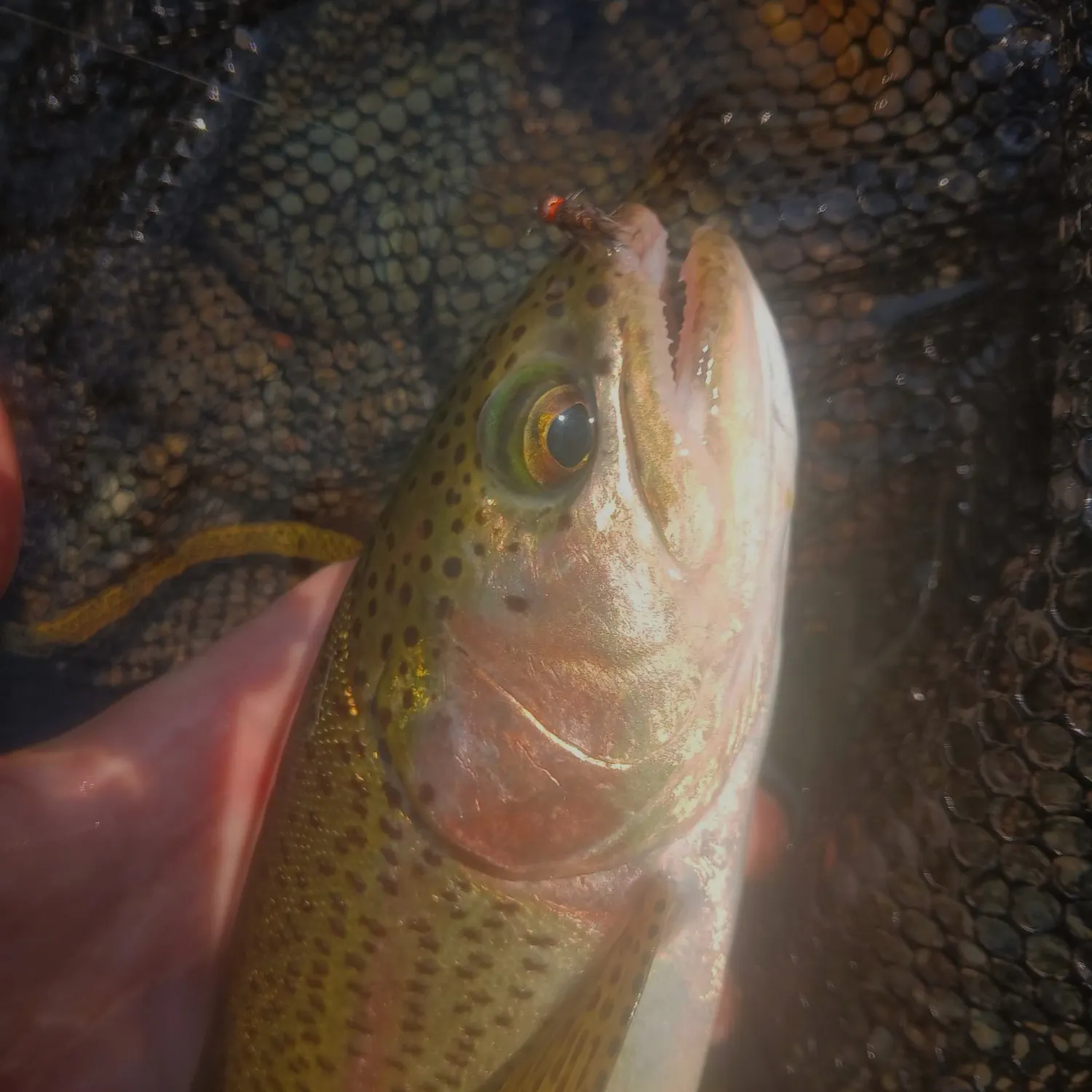 Rainbow trout caught on Fishbrain