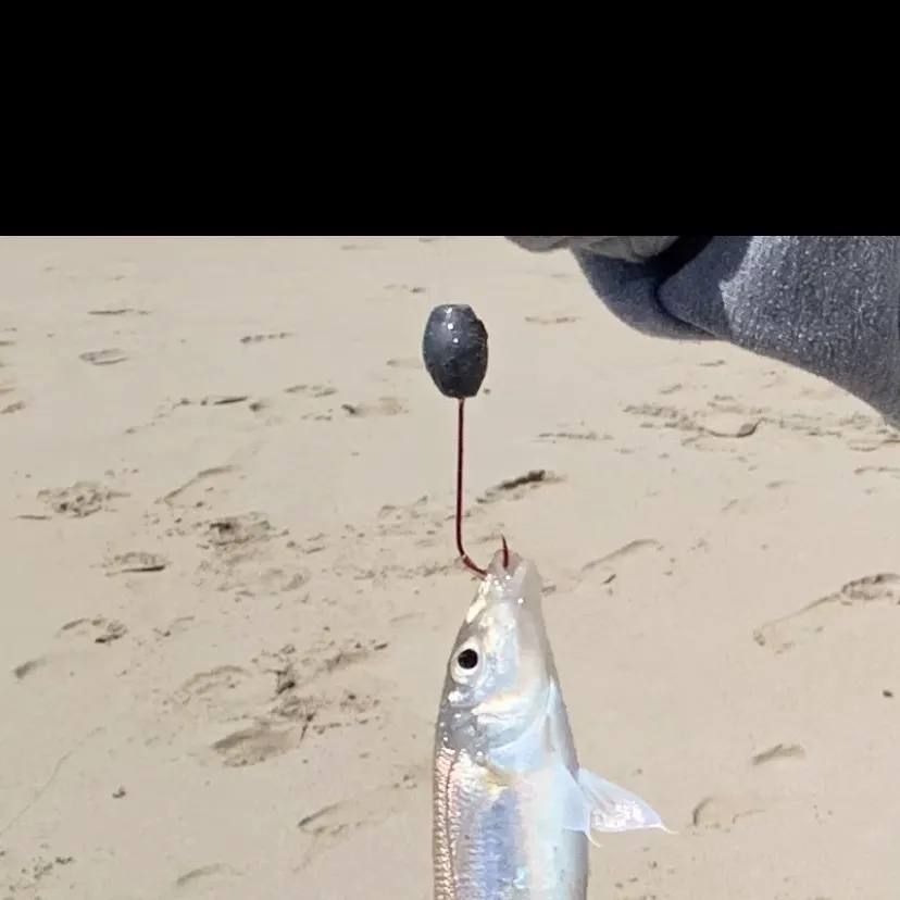 Sand sillago caught on Fishbrain