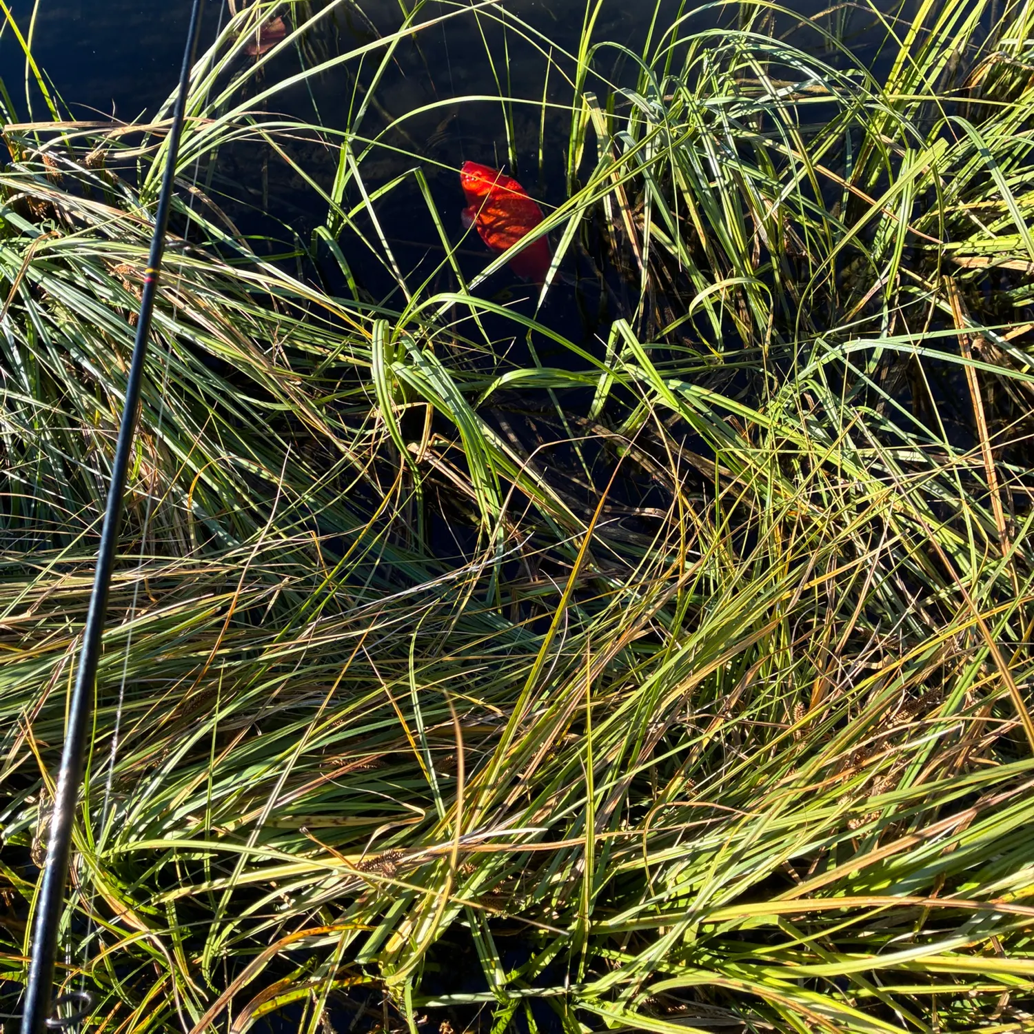 Goldfish caught on Fishbrain