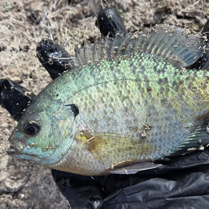 Bluegill caught on Fishbrain