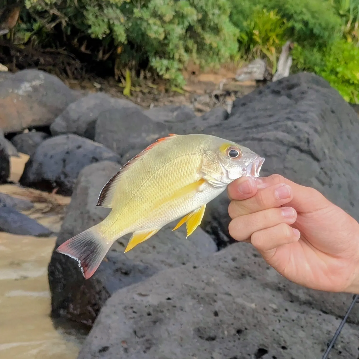 catch