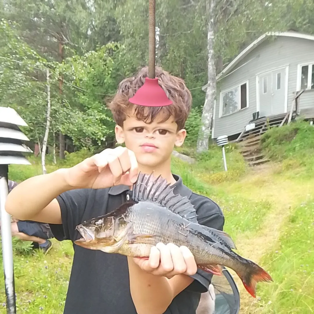 European perch caught on Fishbrain