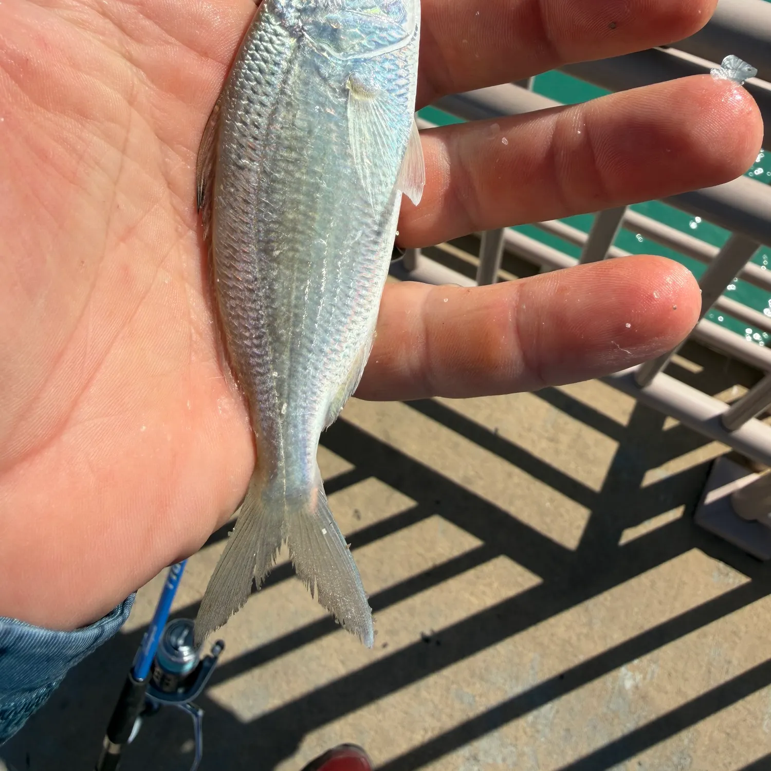 The most recent Pacific spotfin mojarra catches on Fishbrain
