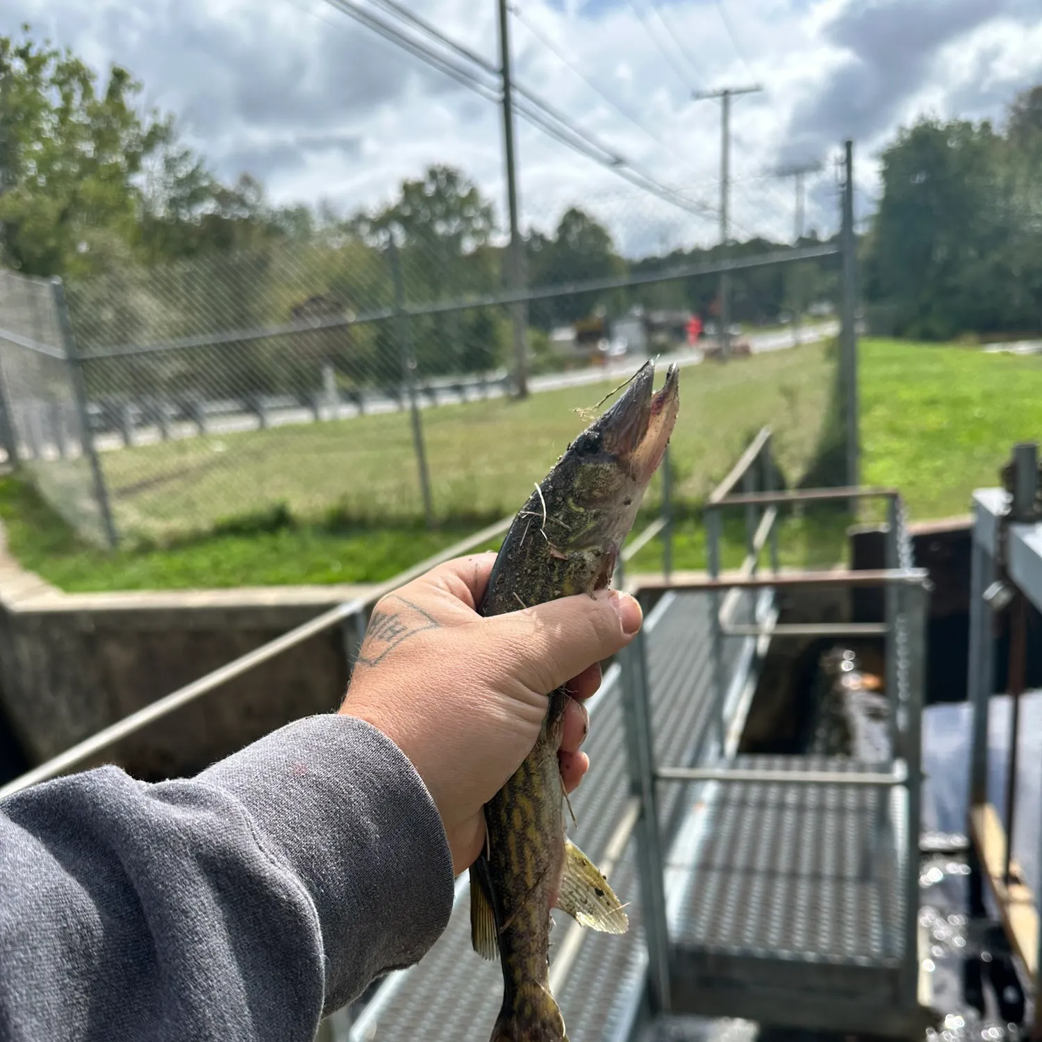 Chain pickerel caught on Fishbrain