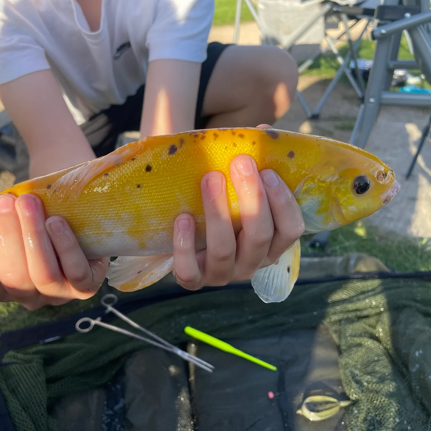 The most recent Golden tench catches on Fishbrain