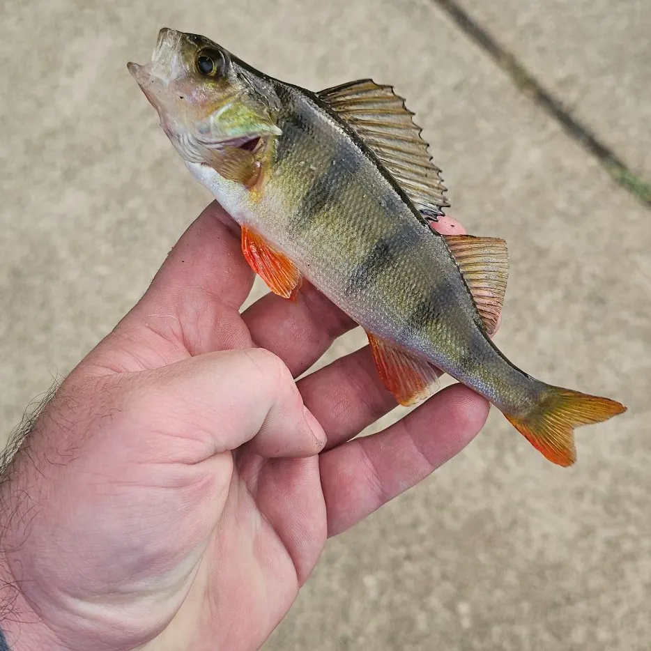 European perch caught on Fishbrain