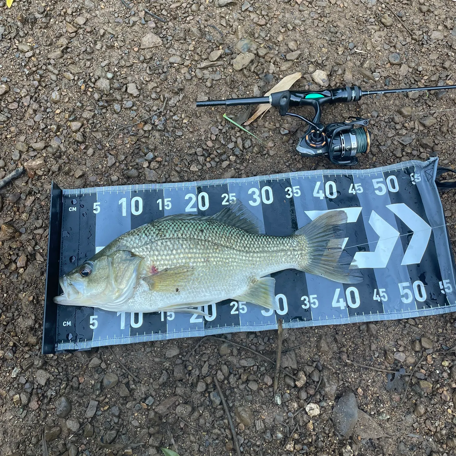 The most recent Australian bass catches on Fishbrain