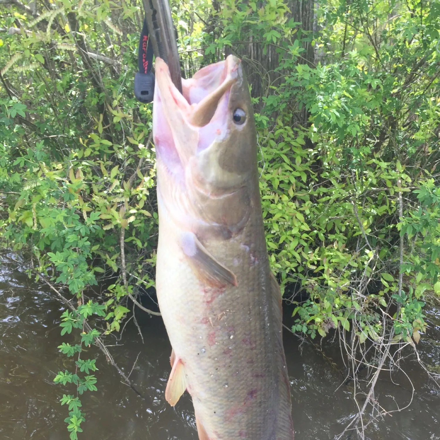 Eyetail bowfin caught on Fishbrain
