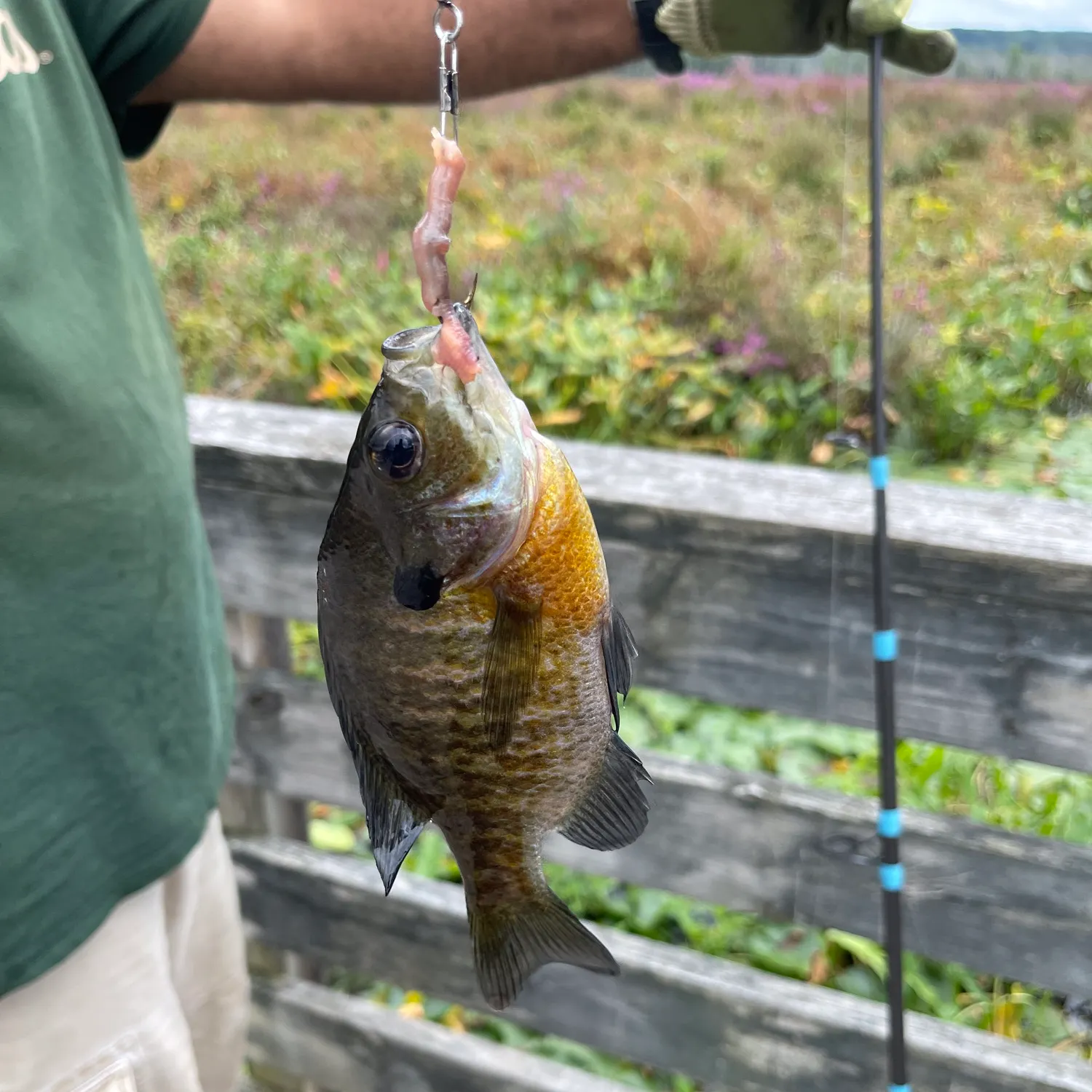 Bluegill caught on Fishbrain