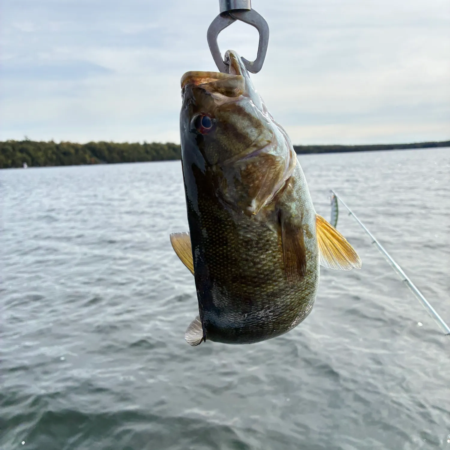 Smallmouth bass caught on Fishbrain