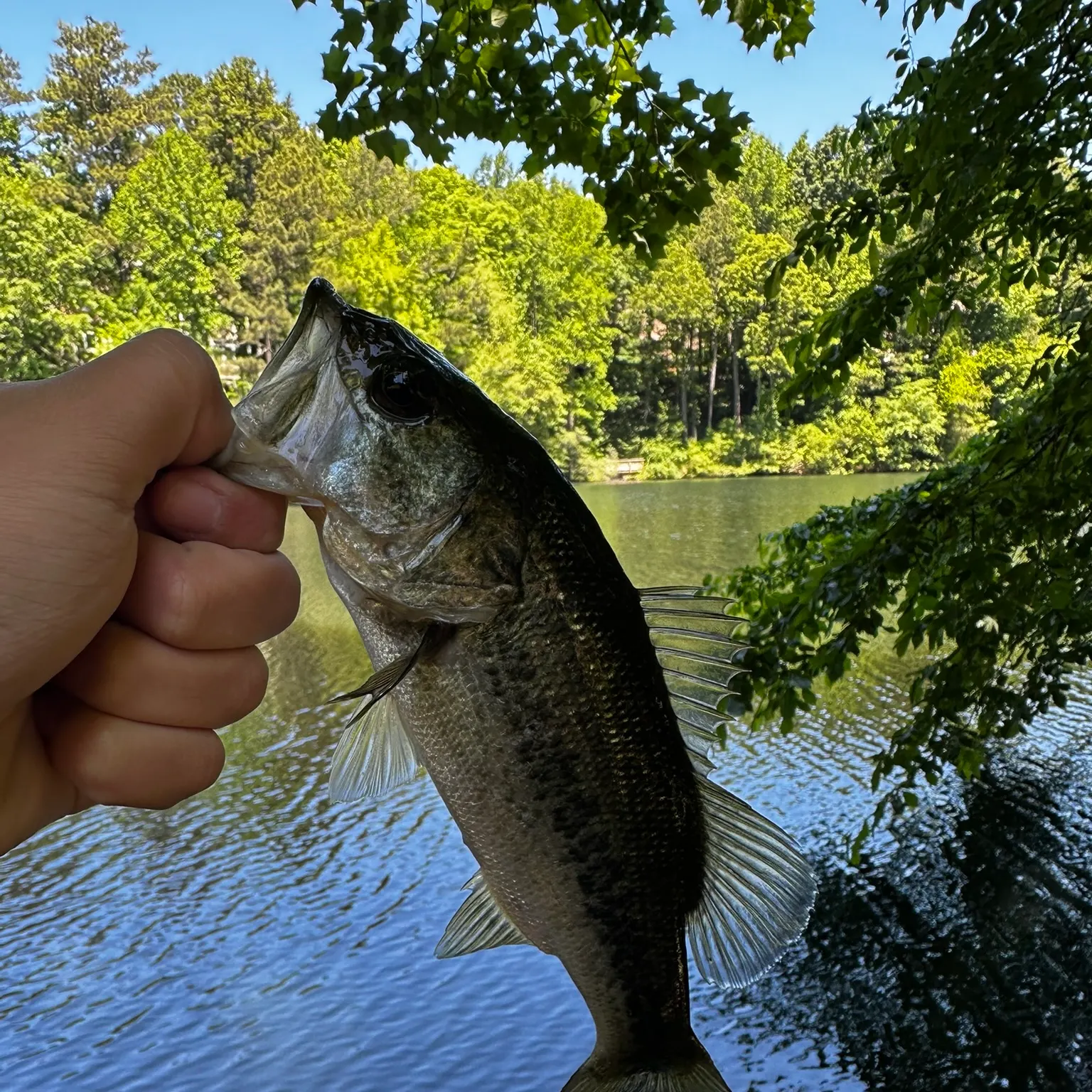 The most recent Largemouth bass catches on Fishbrain