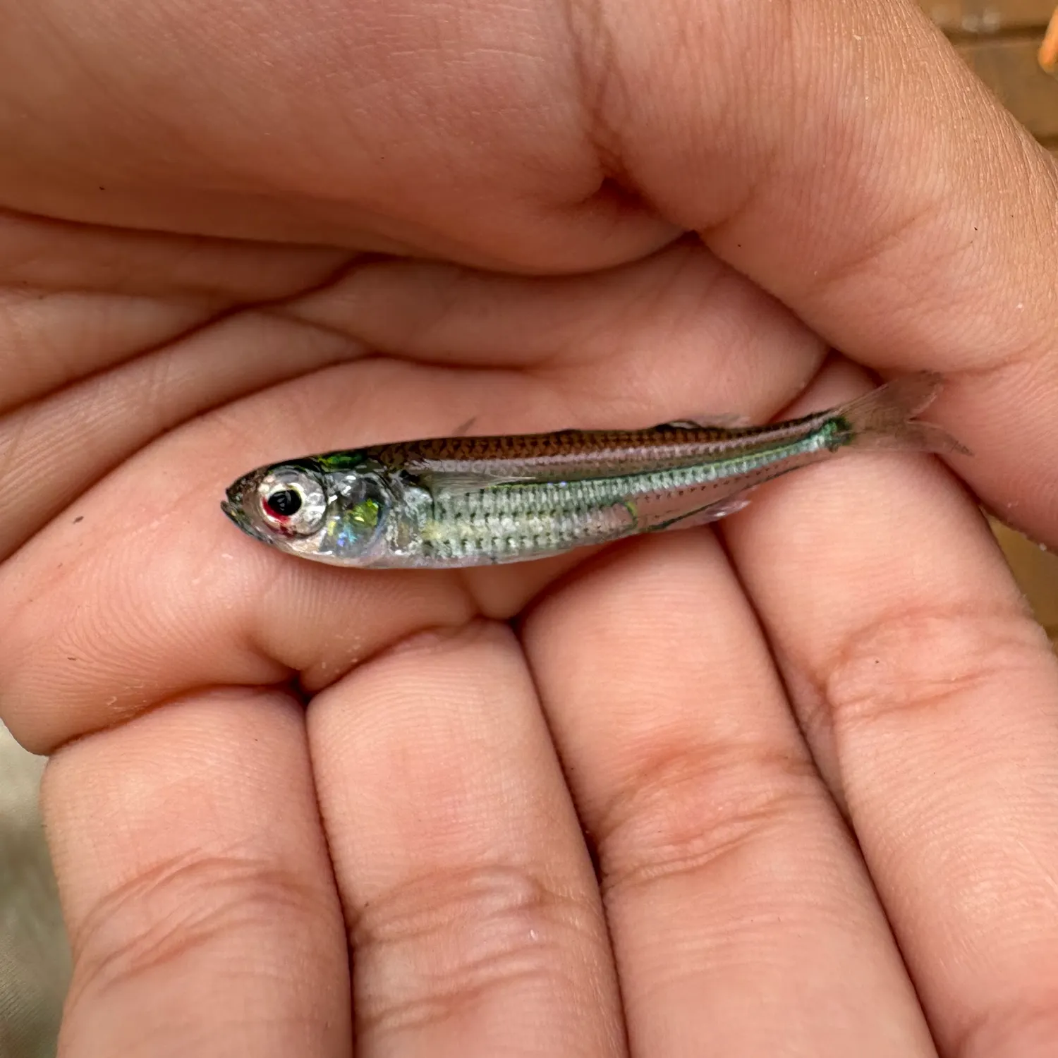 The most recent Hardhead silverside catches on Fishbrain