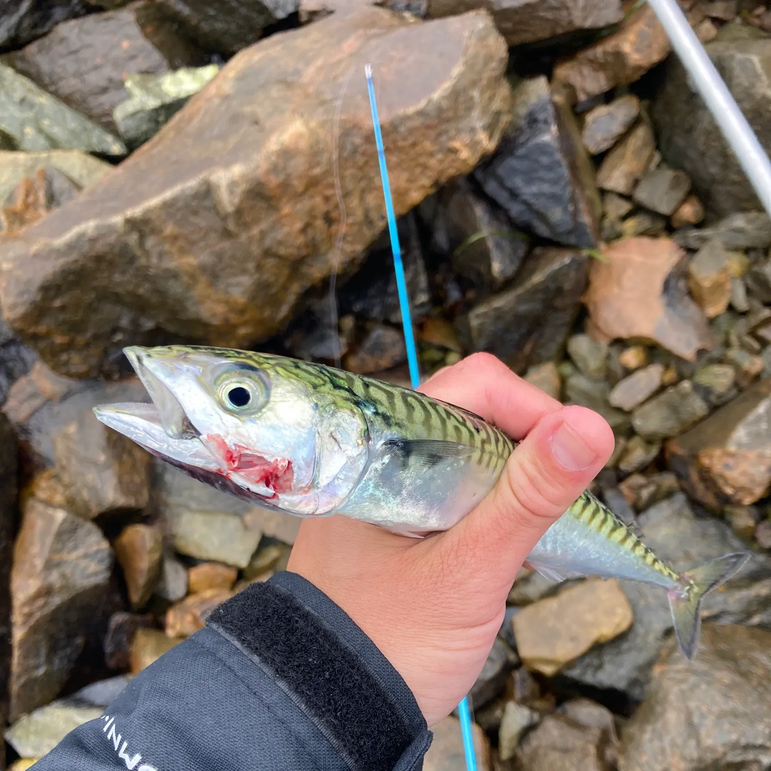 The most recent Atlantic mackerel catches on Fishbrain