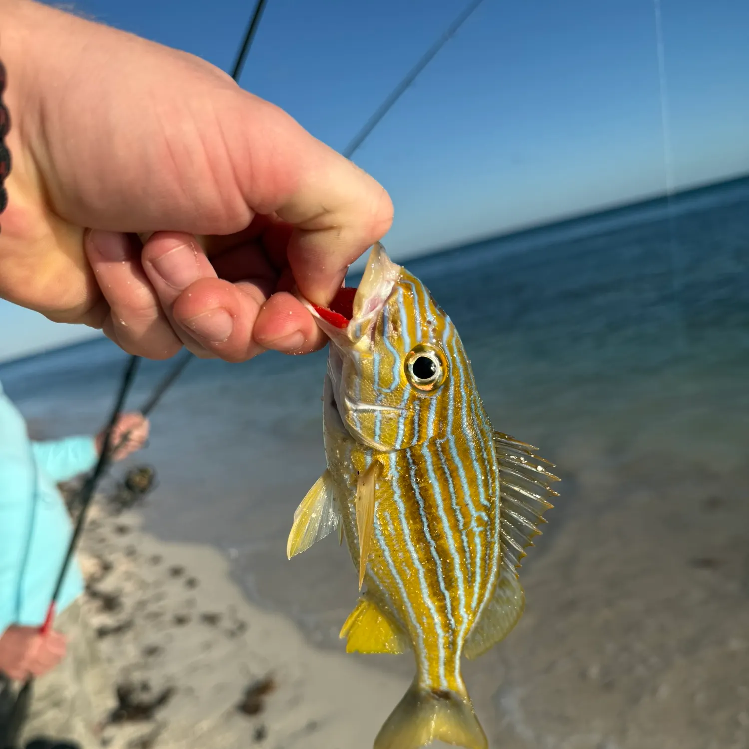 The most recent Bluestriped grunt catches on Fishbrain