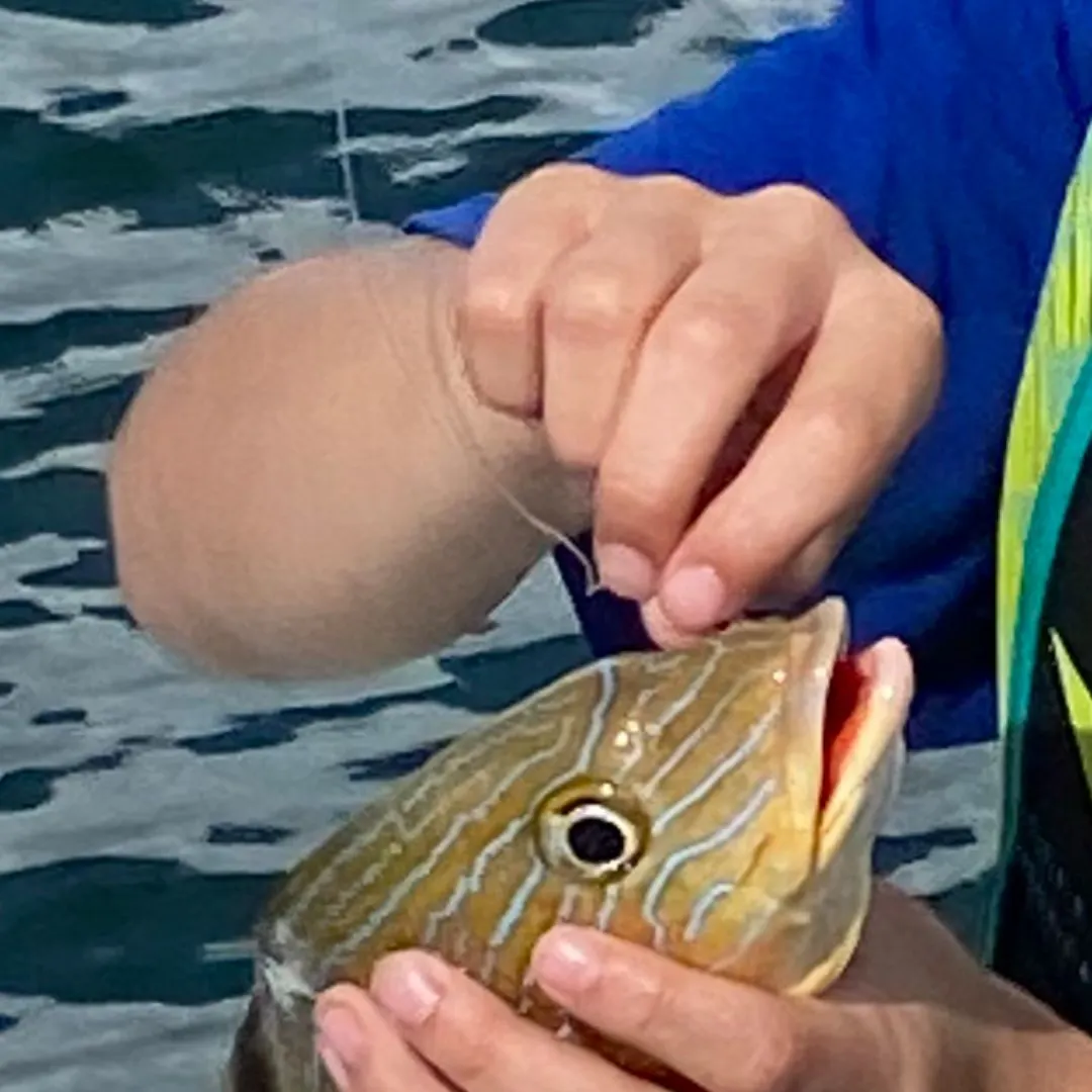 The most recent Bluestriped grunt catches on Fishbrain