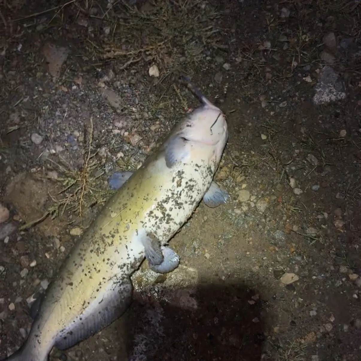 Channel catfish caught on Fishbrain